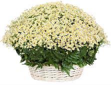 Цветочная композиция из Ромашки в корзине #REPLACE_PRED# Яковлево